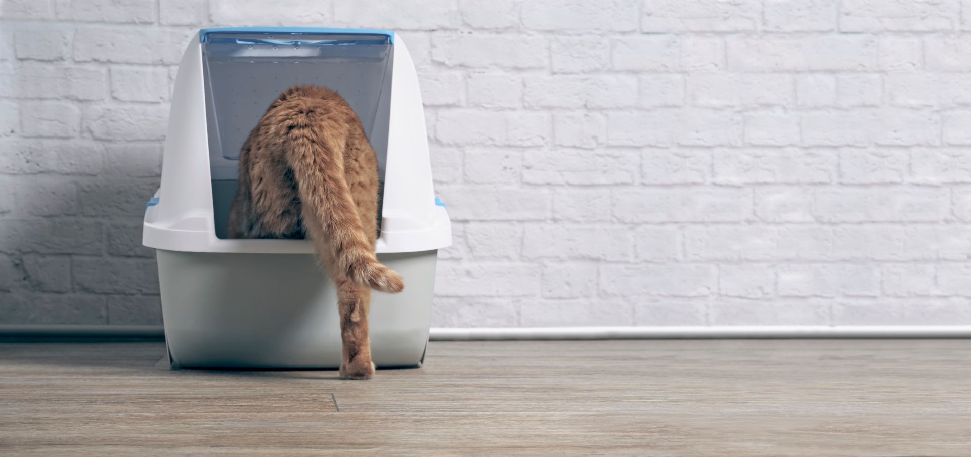 3 Transparente Katzentoiletten-Schutzschilde - Spritzschutz Für Katzenklo
